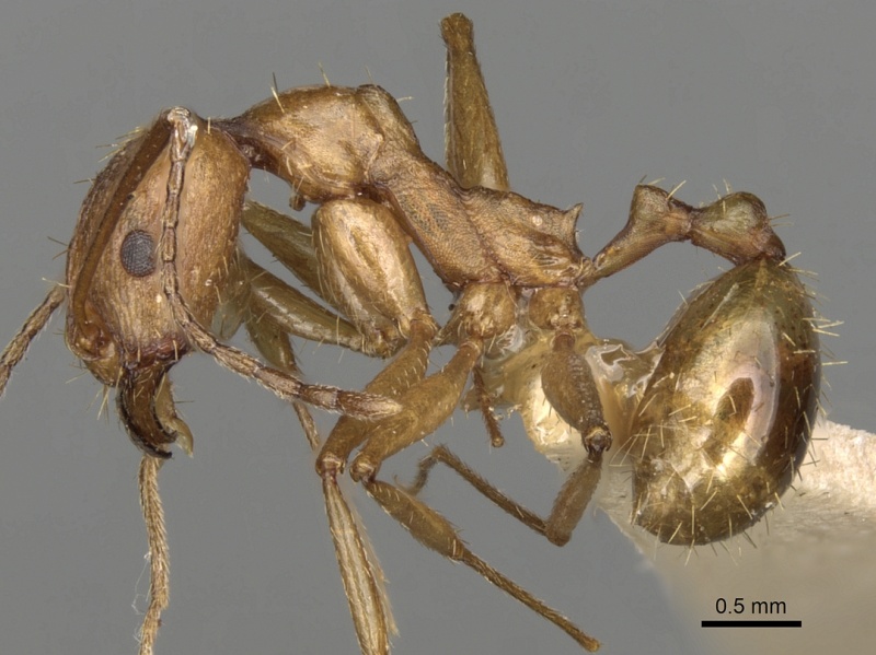 File:Aphaenogaster splendida casent0280965 p 1 high.jpg