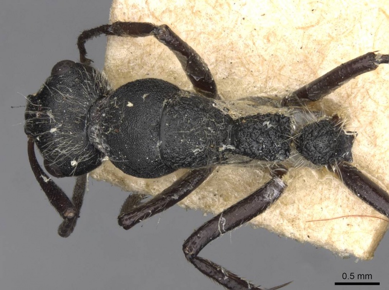 File:Camponotus cubangensis casent0910446 d 1 high.jpg