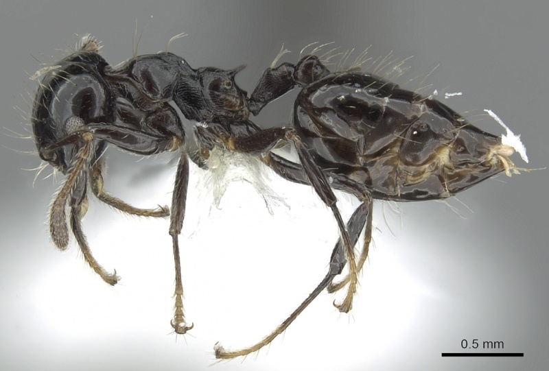 File:Crematogaster jardinero jtlc000001395 p 1 high.jpg