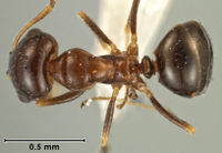 Melophorus turbineus ANIC32-066636 minor top.jpg