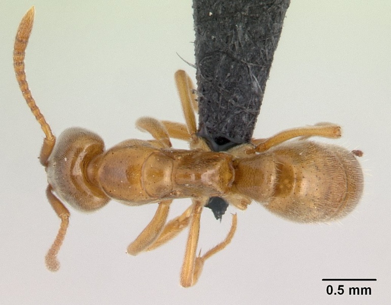 File:Pachycondyla ambigua casent0132515 dorsal 1.jpg