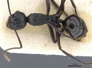 Polyrhachis queenslandica casent0905838 d 1 high.jpg