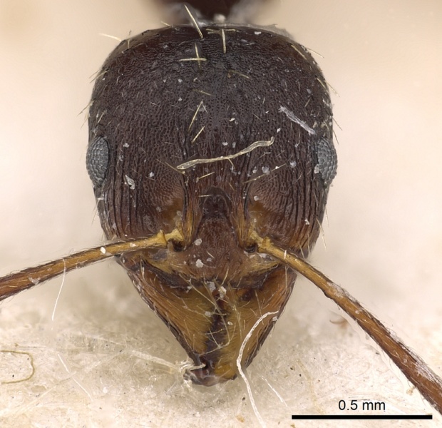 File:Aphaenogaster beesoni casent0900454 h 1 high.jpg