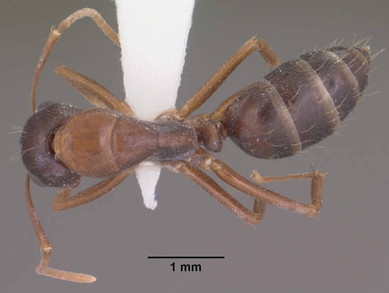 File:Camponotus sansabeanus casent0102780 dorsal 1.jpg