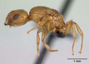 Crematogaster sewellii casent0132820 profile 1.jpg