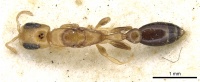 Pseudomyrmex terminalis casent0902899 d 1 high.jpg