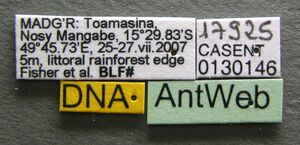 Aptinoma mangabe casent0130146 label 1.jpg