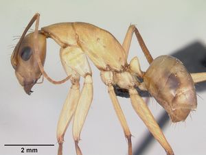 Camponotus maculatus casent0055750 profile 1.jpg