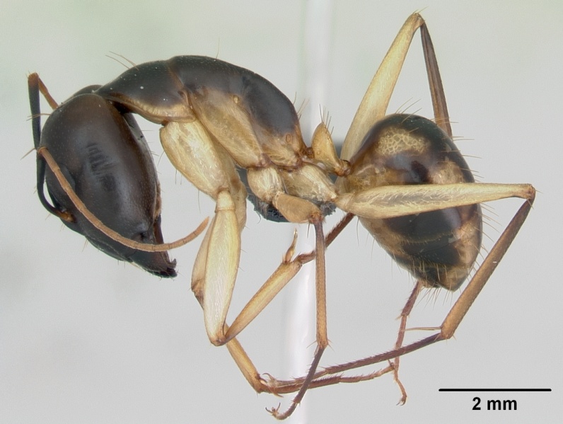 File:Camponotus maculatus casent0103332 profile 1.jpg