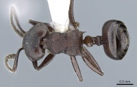 Crematogaster yamanei casent0905904 d 1 high.jpg