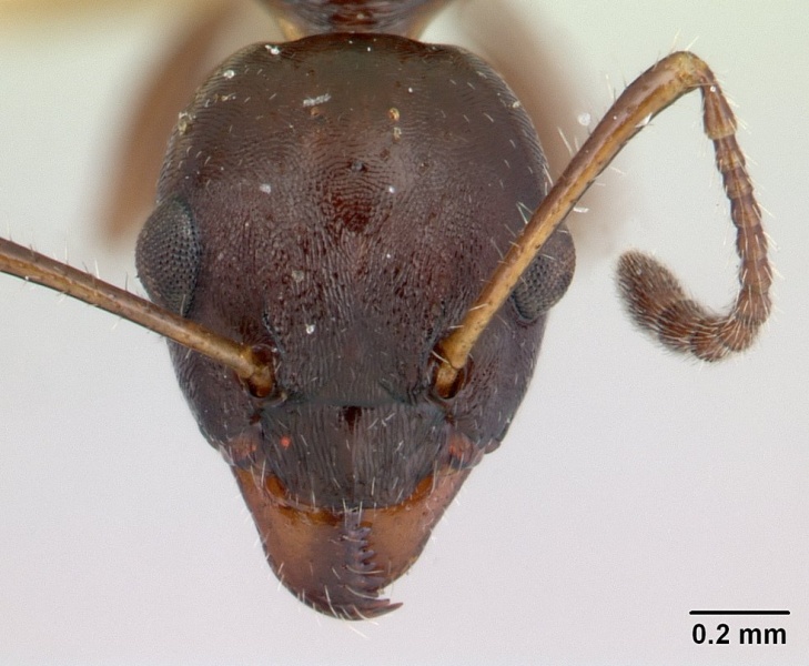 File:Myrmecorhynchus emeryi casent0173619 head 1.jpg