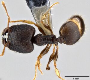 Pheidole xanthocnemis casent0282400 d 1 high.jpg