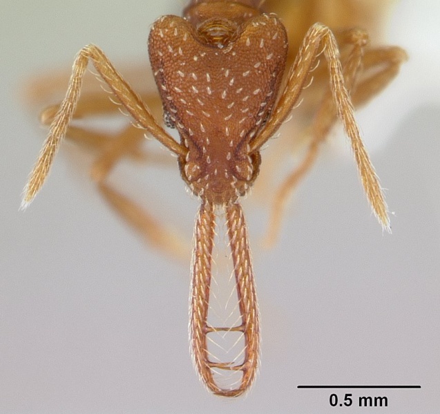 File:Strumigenys cordovensis casent0178642 head 1.jpg