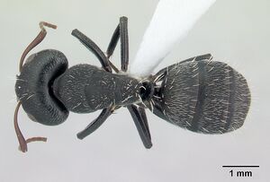 Camponotus grandidieri casent0188200 dorsal 1.jpg