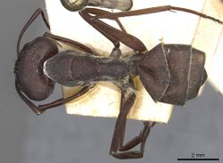 Camponotus somalinus pattensis casent0910274 d 1 high.jpg