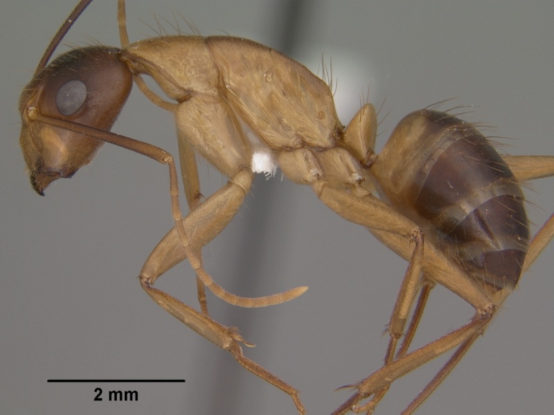 File:Camponotus vafer casent0102787 profile 1.jpg