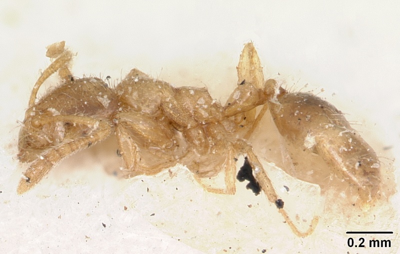 File:Monomorium sechellense casent0101271 profile 1.jpg