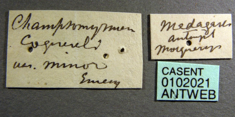 File:Odontomachus coquereli casent0102021 label 1.jpg