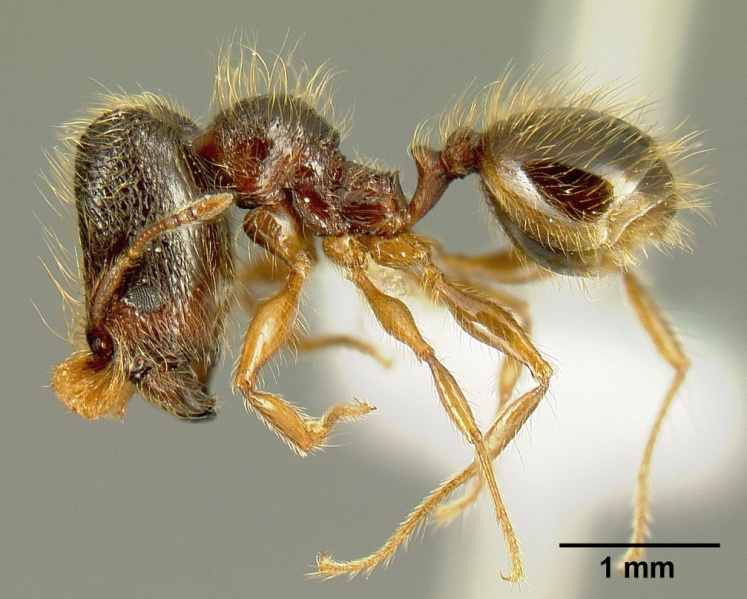 File:Pheidole bigote casent0603300 p 1 high.jpg