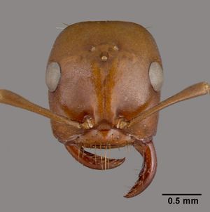 Polyergus rufescens casent0010688 head 1.jpg