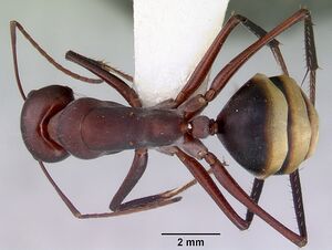 Camponotus aurocinctus casent0172174 dorsal 1.jpg