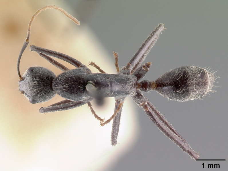 File:Camponotus butteli casent0101854 dorsal 1.jpg