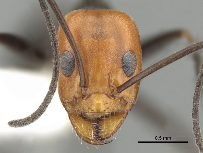 File:Dorymyrmex goetschi casent0249682 h 1 high.jpg