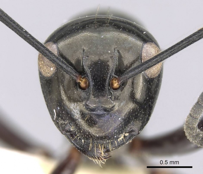 File:Polyrhachis rastellata casent0906784 h 1 high.jpg