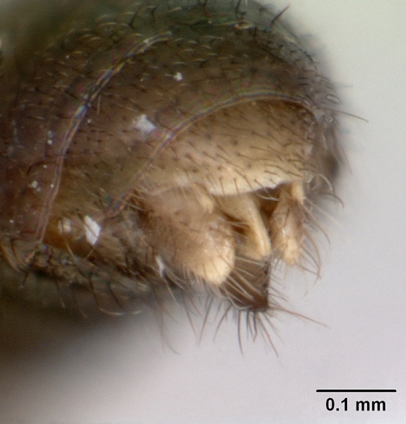 File:Prionopelta punctulata casent0173508 profile 3.jpg