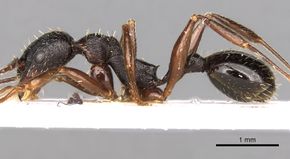 Aphaenogaster italica casent0281585 p 1 high.jpg