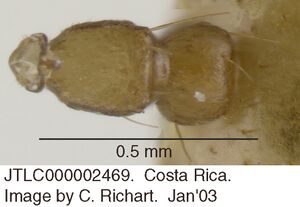 Crematogaster monteverdensis jtlc000002469 d 1 high.jpg