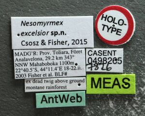 Nesomyrmex excelsior casent0498265 l 1 high.jpg