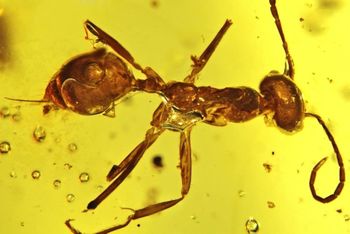 Sphecomyrminae, Burmese amber.jpg