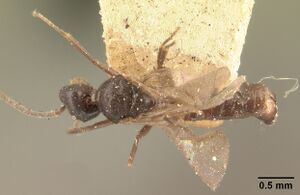 Technomyrmex mayri casent0101576 dorsal 2.jpg