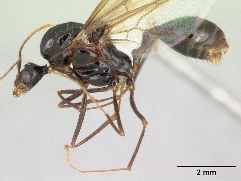 File:Aphaenogaster swammerdami casent0000990 profile 1.jpg