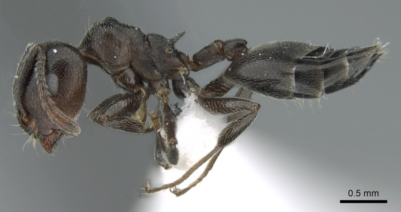 File:Crematogaster affabilis casent0906371 p 1 high.jpg