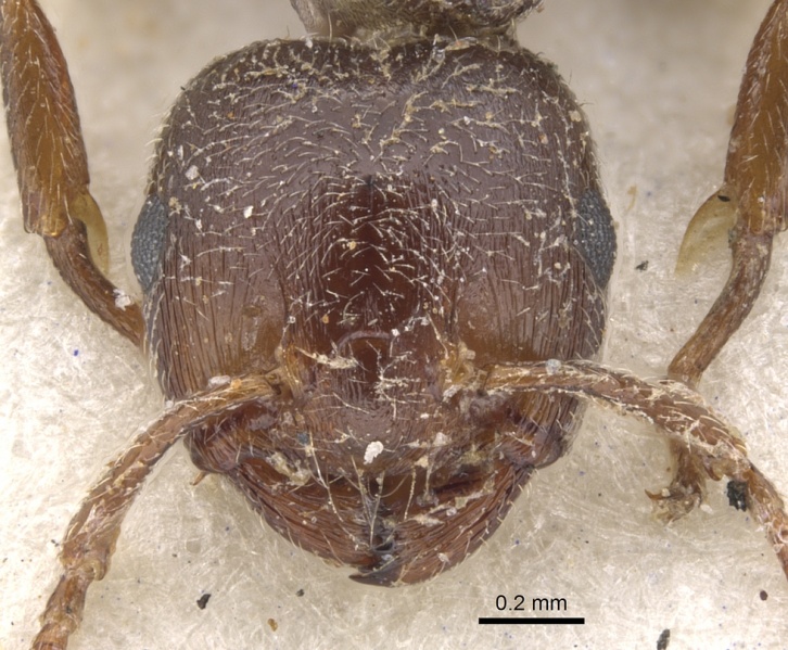 File:Crematogaster arnoldi casent0902079 h 1 high.jpg