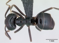 Lasius fuliginosus casent0173166 dorsal 1.jpg