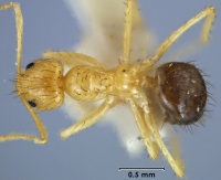 Nylanderia dichroa top view