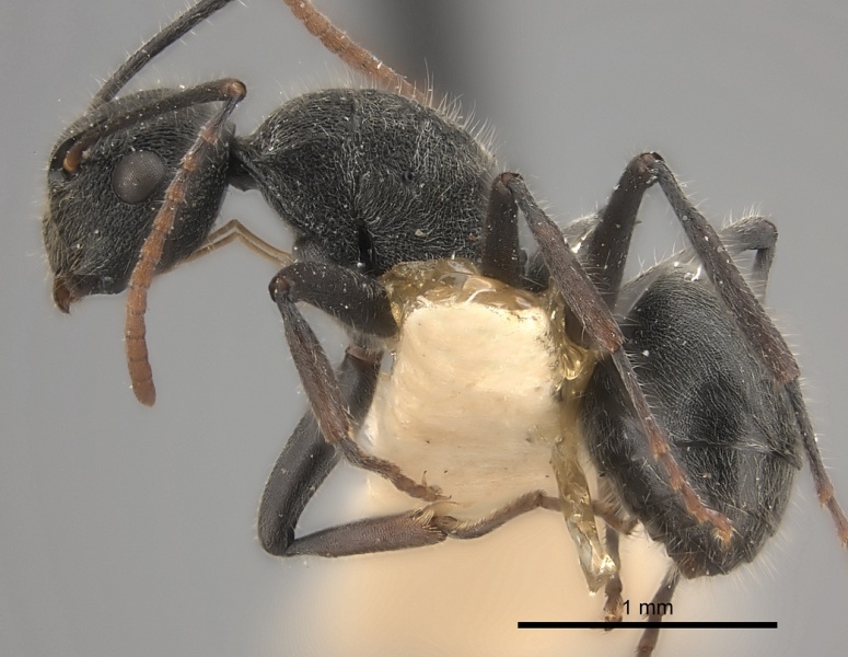 File:Polyrhachis otleti casent0227549 p 1 high.jpg