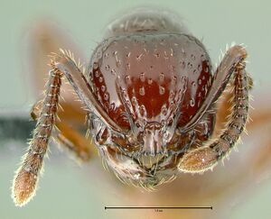 Pristomyrmex-pictetiH5x.jpg