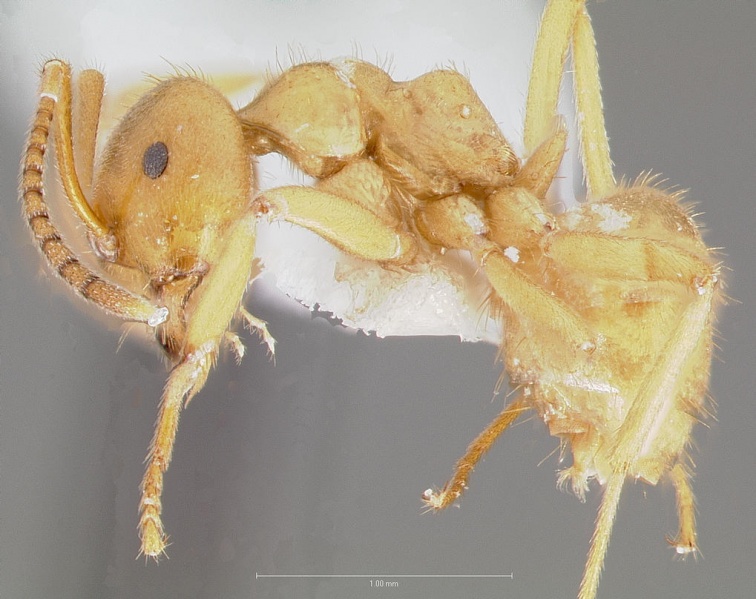 File:Lasius subumbratus casent0005408 profile 1.jpg