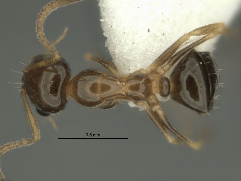 File:Melophorus gracilis minor top ANIC32-900209.jpg