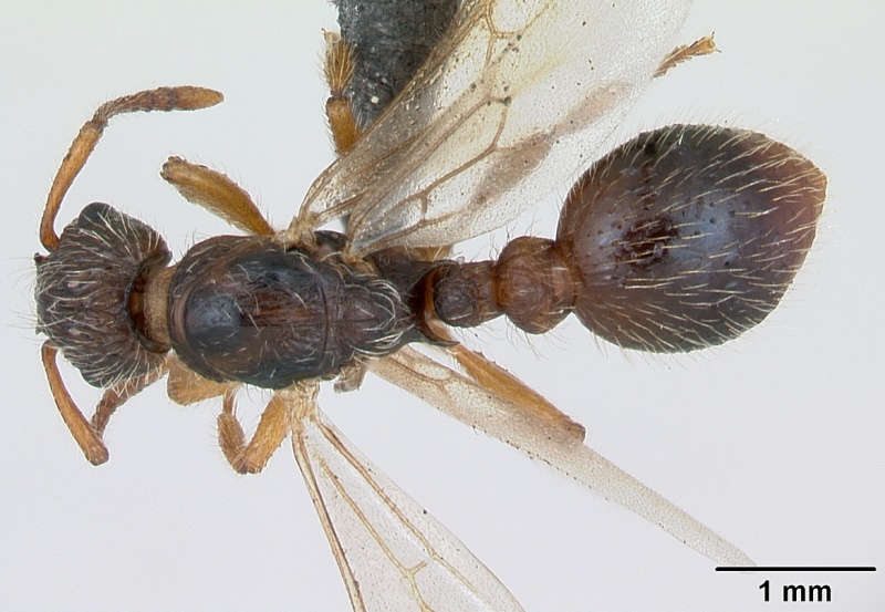 File:Myrmica hirsuta casent0172757 dorsal 1.jpg