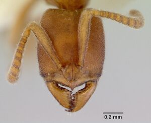 Pachycondyla darwinii casent0172437 head 1.jpg