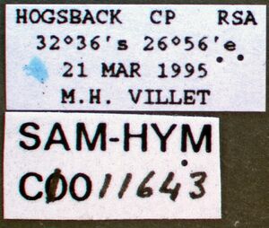 Pachycondyla peringueyi sam-hym-c011643a label 1.jpg