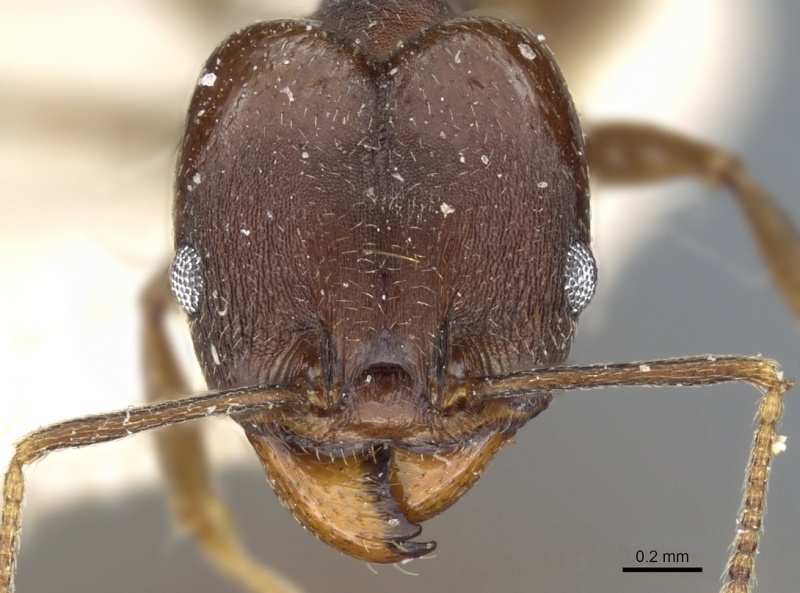 File:Pheidole inversa casent0904318 h 1 high.jpg