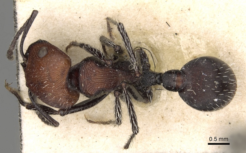 File:Pogonomyrmex longibarbis casent0281103 d 1 high.jpg