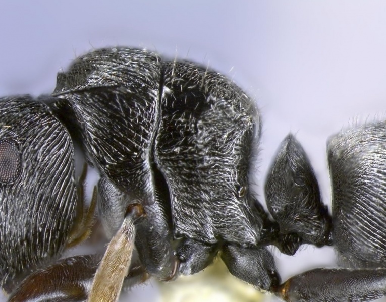 File:Polyrhachis abdita 50 side Antwiki.jpg