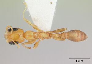 Pseudomyrmex flavidulus casent0178623 dorsal 1.jpg